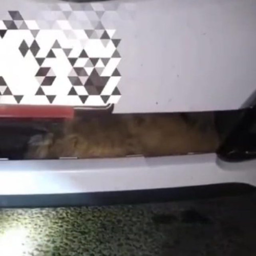 Pompierii din Botoșani au salvat un câine prins între bara față și radiatorul unei mașini