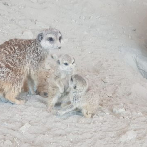 Grădina Zoologică Brașov sărbătorește Ziua Mondială a Lemurilor cu activități educative
