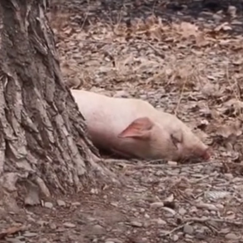 Porc mort cu pestă porcină africană descoperit pe câmp în județul Botoșani