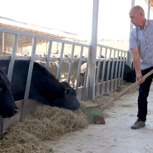 Ioan și Rodica Creangă dezvoltă o fermă de Angus în comuna Nocrich