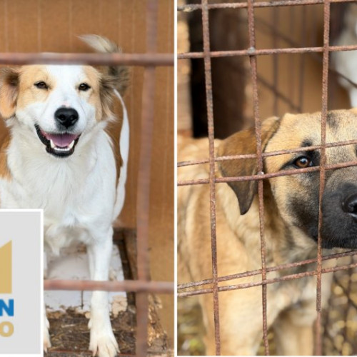 Controverse la adăpostul de câini din Câmpul Frumos după eutanasieri și promisiuni de transparență