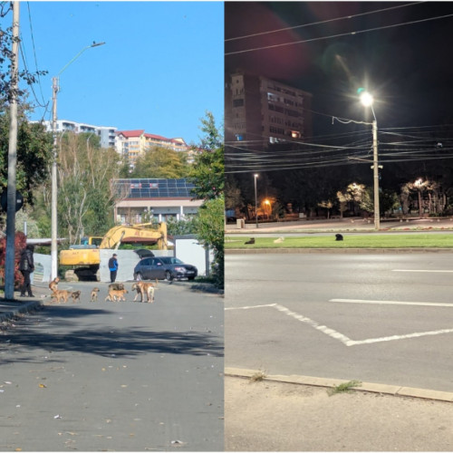 Hăite de câini periculoşi pun în pericol locuitorii din Galaţi