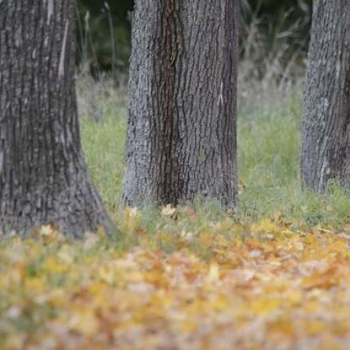 Bărbat reținut pentru furturi de biciclete în mai multe cartiere din Timișoara