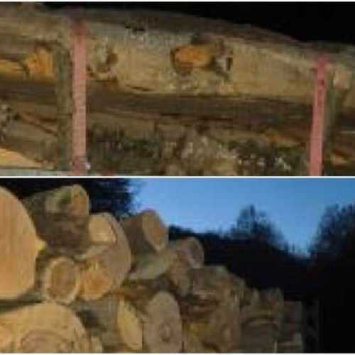 Bărbat prins cu transport ilegal de lemne în Becicherecu Mic