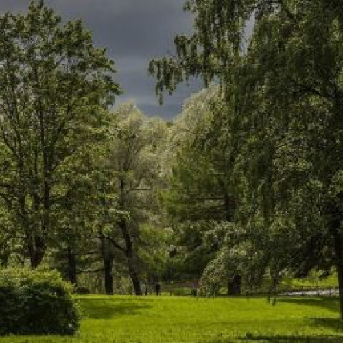 Începe plantarea a 1.000 de arbori în parcul Regele Mihai I din București