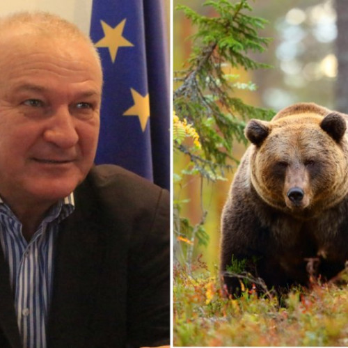 Numărul urșilor din Covasna crește alarmant, împușcările nu sunt suficiente