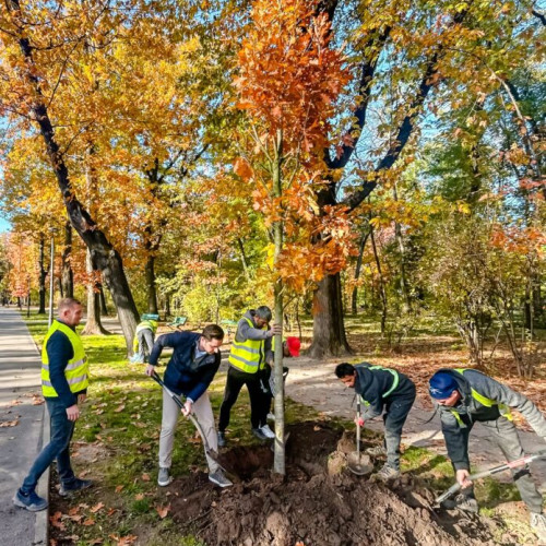 Primăria București începe plantarea a 1.000 de arbori în Parcul Regele Mihai I