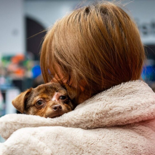 ASPA organizează primul târg indoor de adopții de căței la MAXI PET Mihai Bravu