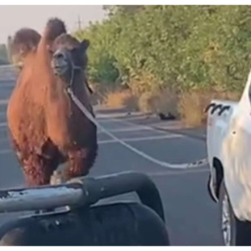 O cămilă a fost capturată de armata ucraineană în apropiere de Harkov