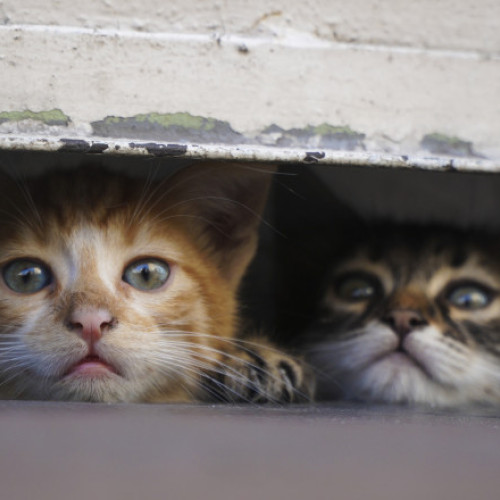 Crește numărul pisicilor fără stăpân în orașele mari din România