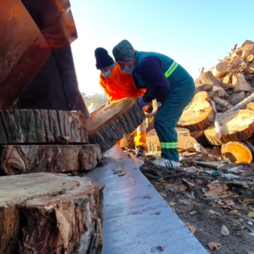 Capitala crește amenzile pentru tăierea ilegală a copacilor și interzice trotinetele în parcuri