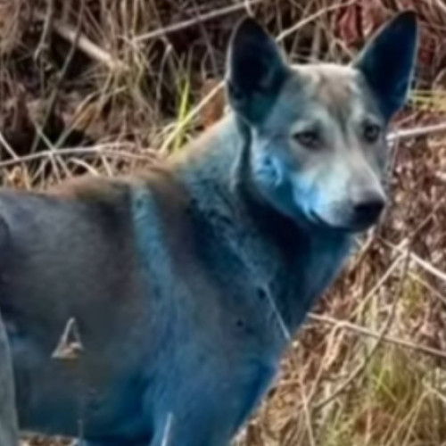 Expert ucrainean dezminte zvonurile despre câinii albaștri din zona Cernobîl