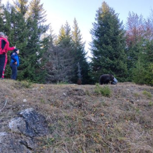 Pui de urs salvat după ce a rămas blocat cu capul într-o găleată la Poiana Brașov