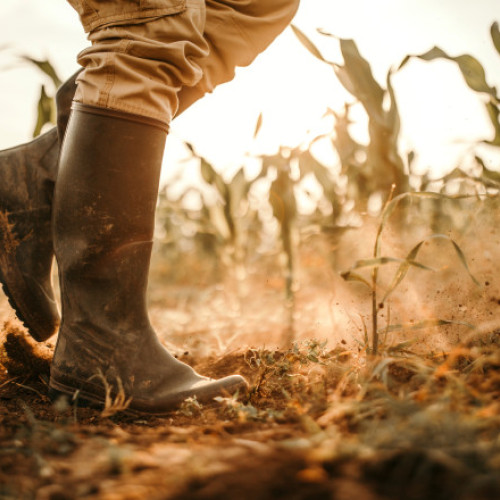 Seceta amenință recoltele cu scăderi de până la 30% în Oltenia