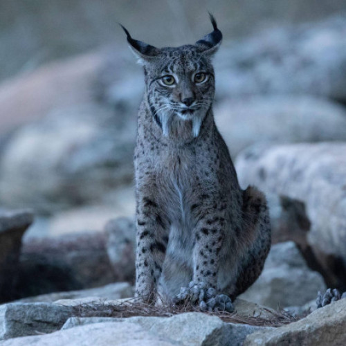 Un râs iberic alb surprins în sudul Spaniei stârnește interesul cercetătorilor