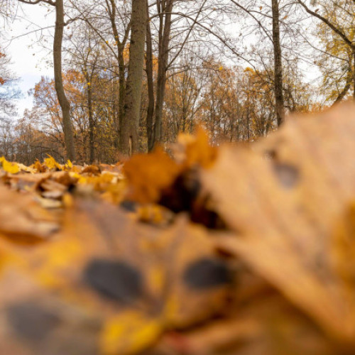 ANM anunță temperaturi ușor peste normal în noiembrie și variații ale precipitațiilor