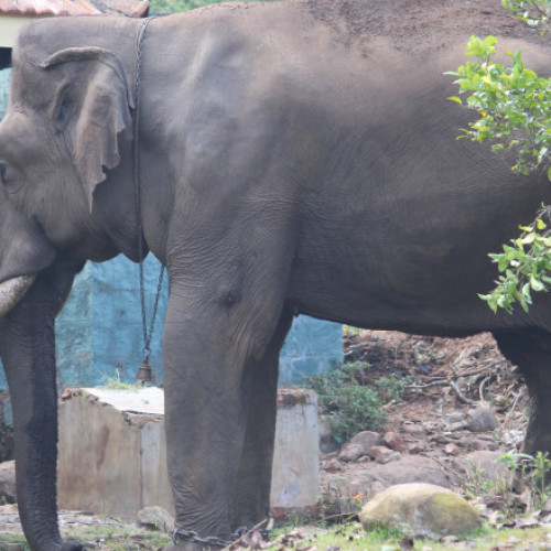 Virusul encefalomiocarditei a ucis singurul elefant african din grădina zoologică din Delhi