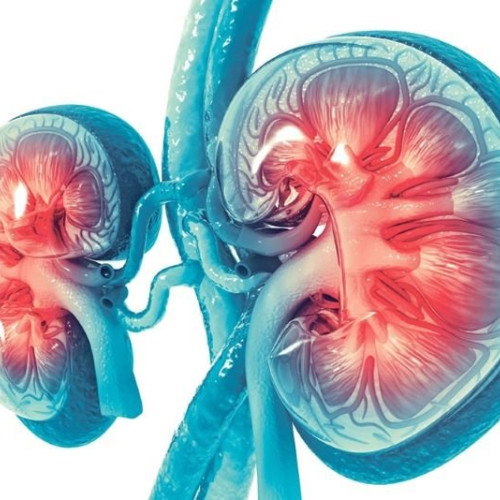 O moleculă ARN declanșează inflamație autoimună severă în rinichi