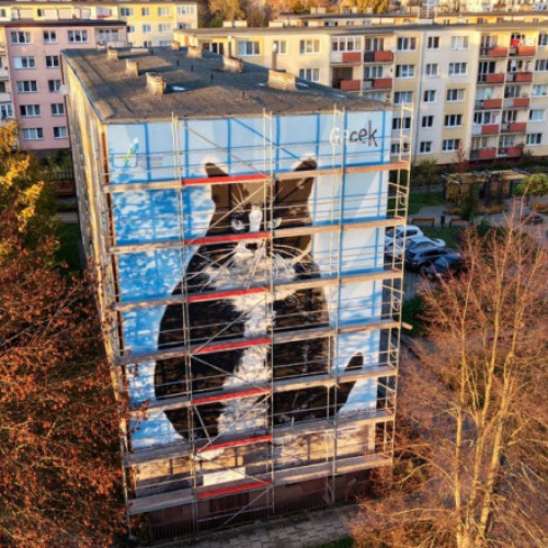 Pisica Gacek, faimoasă în Polonia, comemorată printr-un mural ecologic la Szczecin