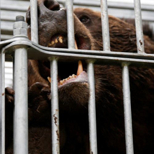 Japonezii trimit armata pentru a controla atacurile urșilor în nordul țării