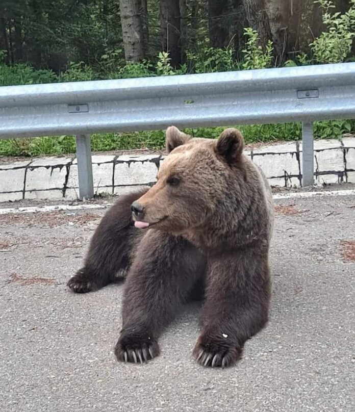 Guvernul permite împușcarea urșilor periculoși în localități și amenzi pentru hrănire