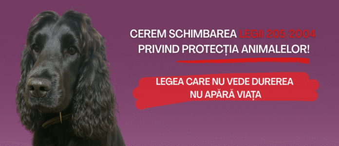 În România, doar un animal pe zi este salvat din medii abuzive