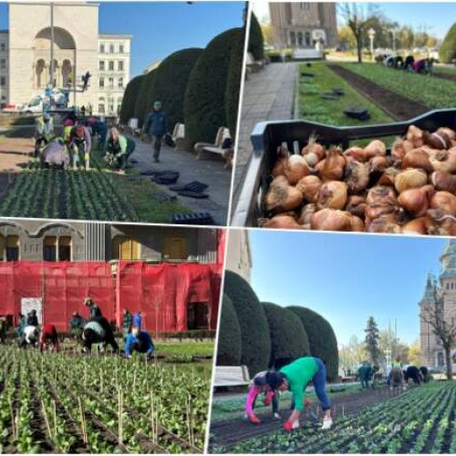 Peste 60.000 de panseluțe plantate în Piața Victoriei din Timișoara