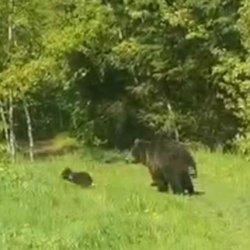 Guvernul introduce noi definiții și măsuri pentru gestionarea incidentelor cu urșii