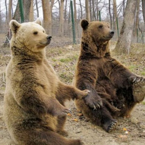 Guvernul permite împușcarea urșilor în intravilan pentru protecția oamenilor