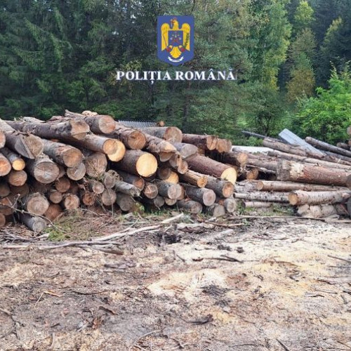 Acțiuni ale poliției în județul Bacău pentru protejarea materialului lemnos și respectarea legii