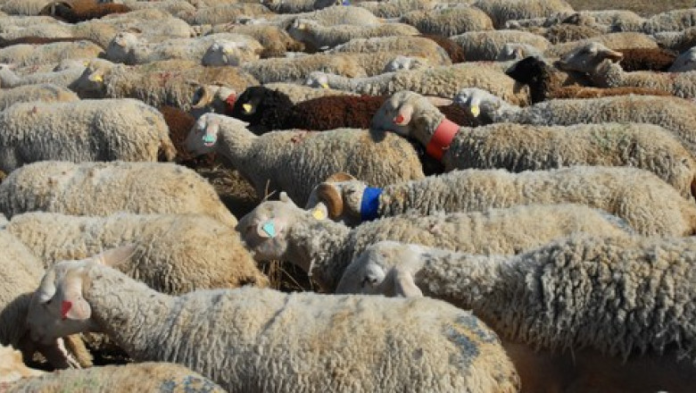 Bărbat din Alba Iulia reținut după ce a lăsat oile să distrugă o plantație de floarea-soarelui