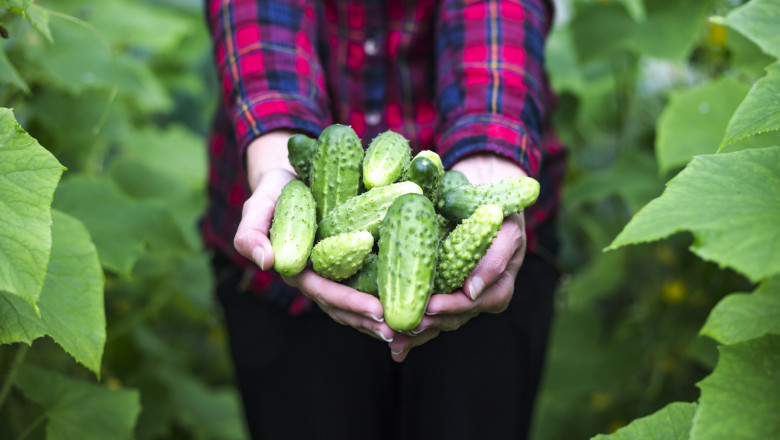 Legumele din Matca, Galați, ajung în străinătate, în timp ce în țară domină importurile
