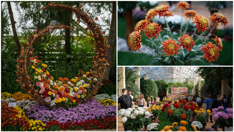 Expoziția de flori de toamnă atrage vizitatori la Grădina Botanică din Iași