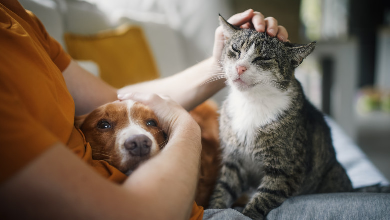 Economia animalelor de companie în România depășește un miliard de euro anual