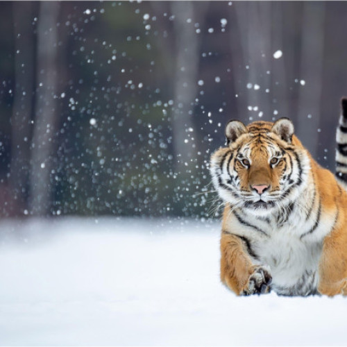 Atacuri tot mai frecvente ale tigrilor siberieni în Orientul Îndepărtat al Rusiei