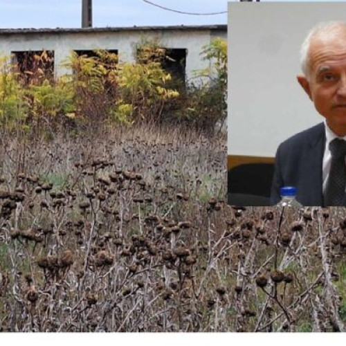 Terenul din Brâncoveni, deținut de Teiu Păunescu, din nou în paragină și focar de infecție