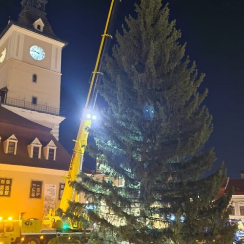 Cel mai înalt brad natural de Crăciun ajunge în Piața Sfatului din Brașov