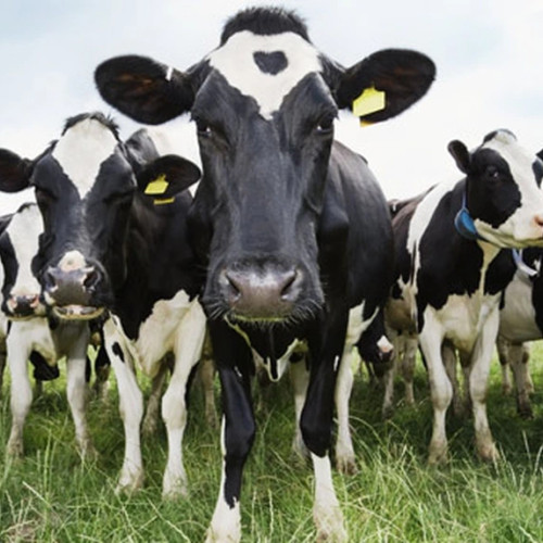 Consiliul Județean Brăila stabilește prețul mediu pentru masa verde în 2026