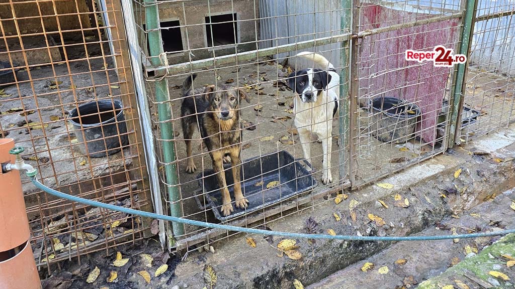 Amenințări primite de medicul veterinar de la adăpostul public din Reșița