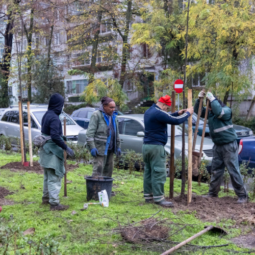 Primăria Galați începe campania de plantare a peste 1.200 de copaci în oraș