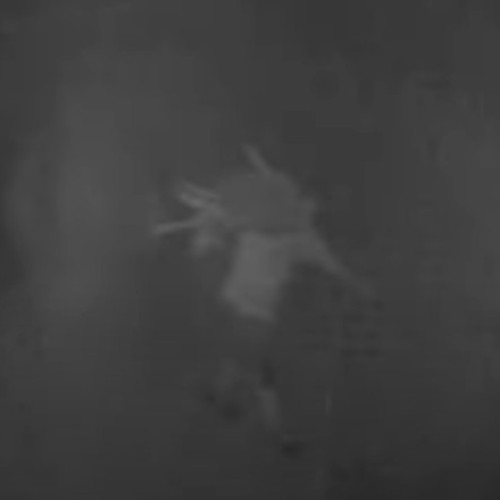 Trei români arestați în Spania pentru furtul a 77 de oi de la o stână