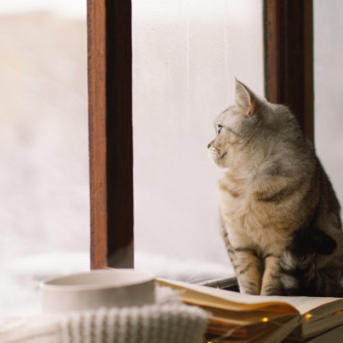 Debutul iernii aduce temperaturi mai ridicate și posibil episoade de ger