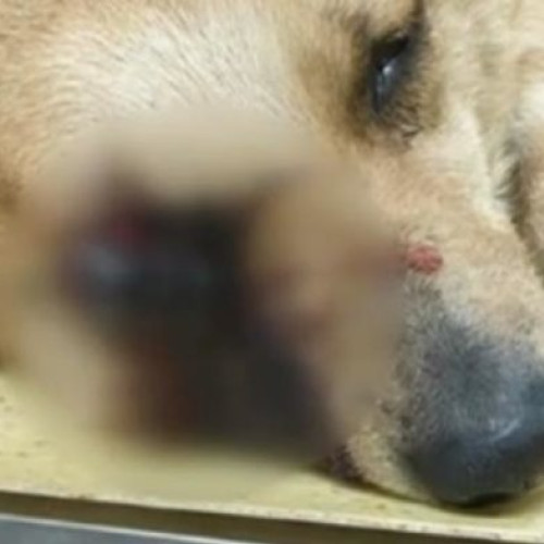 Adăpostul Speranța va acorda zile libere angajaților pentru doliu după pierderea câinilor