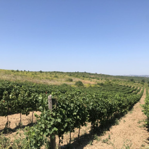 Producția mondială de vin crește ușor în 2025, dar rămâne sub medie