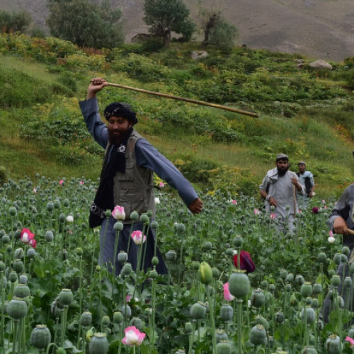 CIA a folosit semințe modificate pentru a sabota culturile de mac din Afganistan