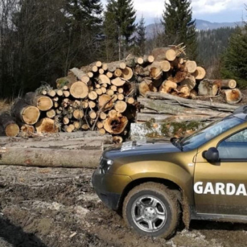 Guvernul majorează numărul angajaților din Gărzile Forestiere cu 197 de posturi