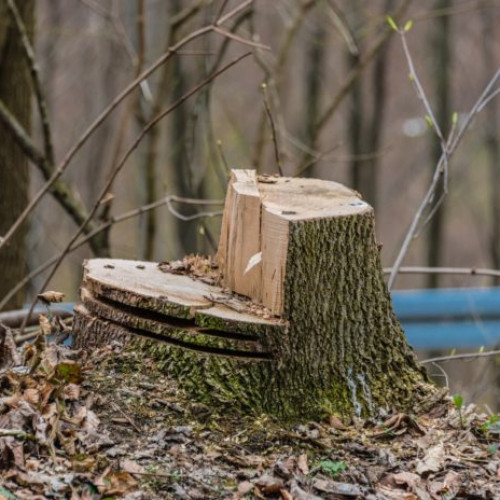 Anchetă privind tăieri ilegale de arbori pe Bulevardul Nicolae Grigorescu din București