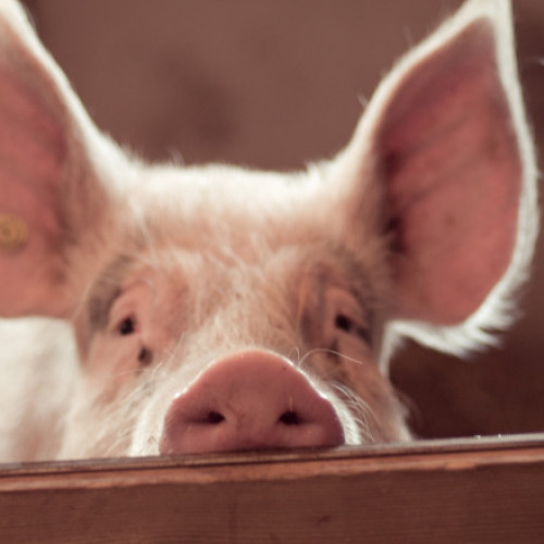 Focar de pestă porcină în Buzău: restricții și panică în rândul localnicilor