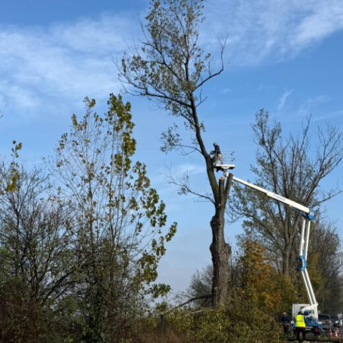 Consiliul Județean Ilfov începe toaletarea arborilor de pe drumurile județene
