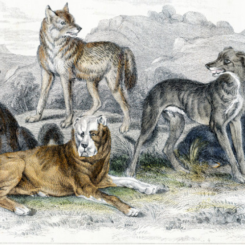 Originea veche a diversității fizice la câini, dezvăluită de un studiu